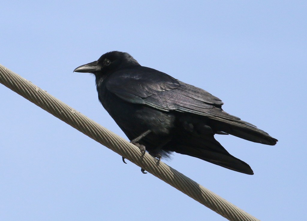 Crow wire