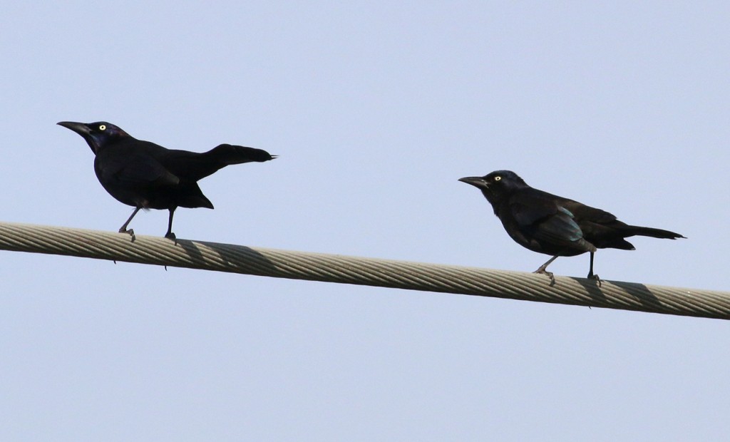 Grackles wire