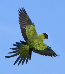 Nanday parakeet flight