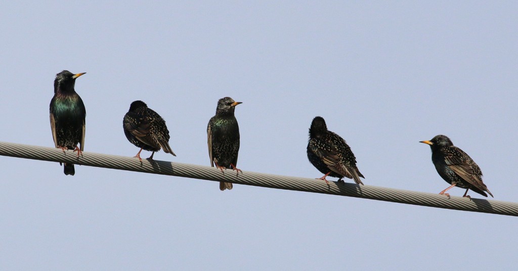 Starlings wire