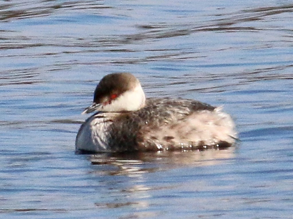 Grebe1