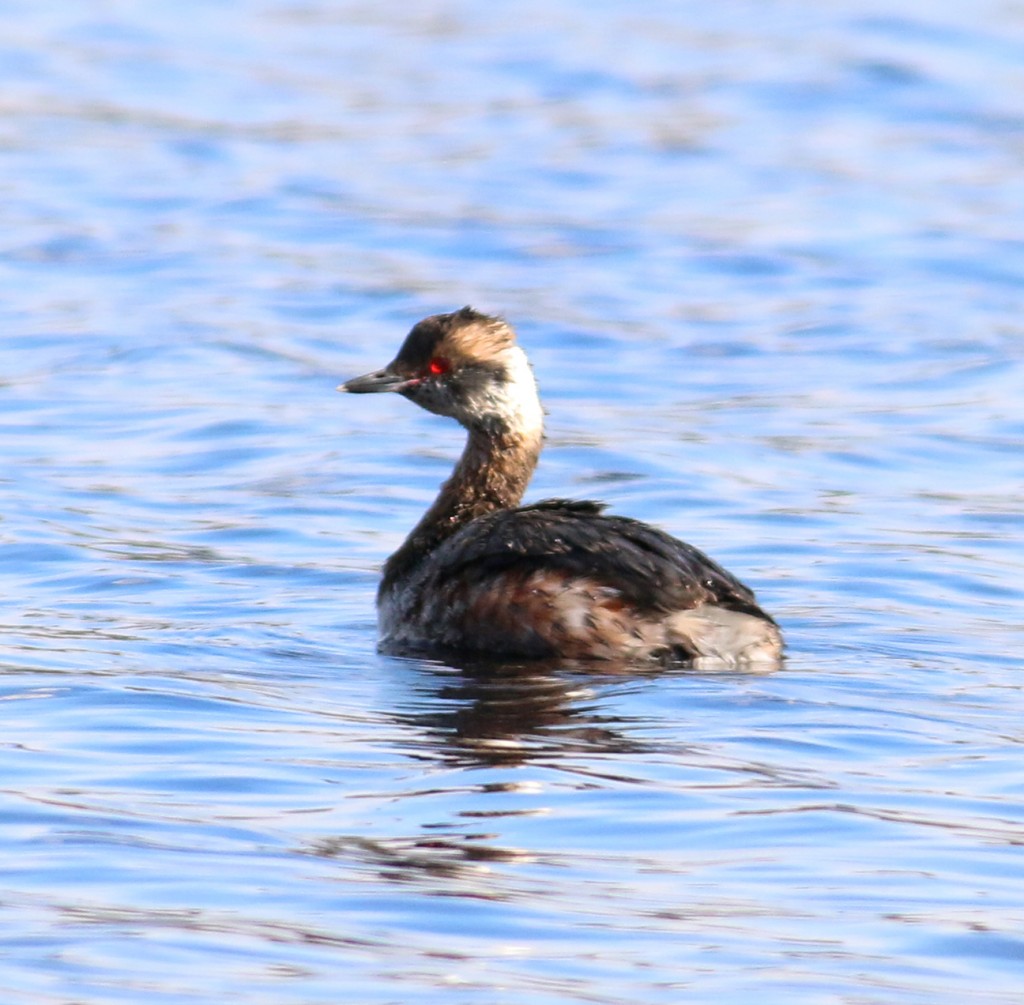 hornedgrebe2