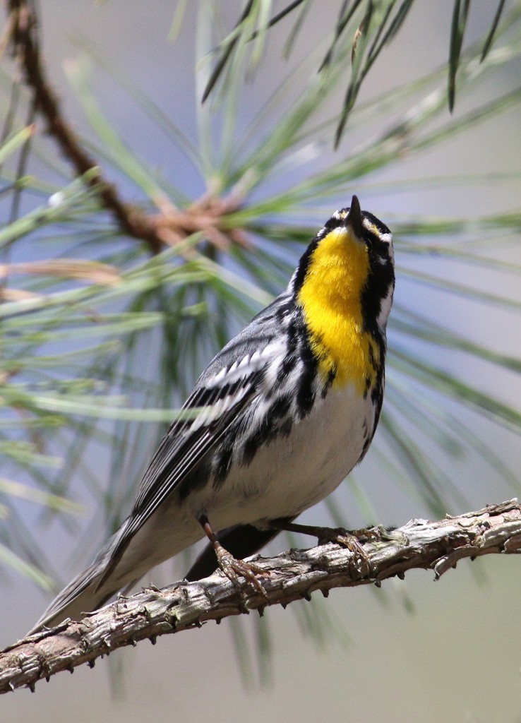 Yellow-throated Warbler