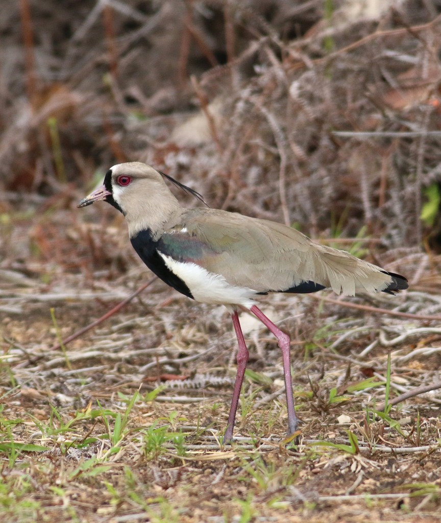 Southern Lapwings can be found in many locations within Trinidad and Tobago, but this individual was particularly cooperative.