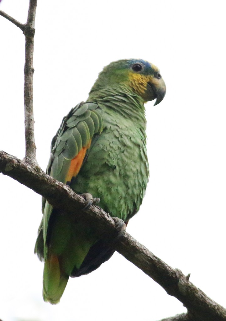 Orange-winged Parrot, the most common parrot on the islands.