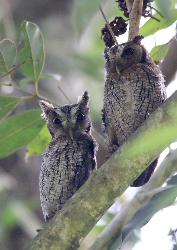 Tropical Screech-owls