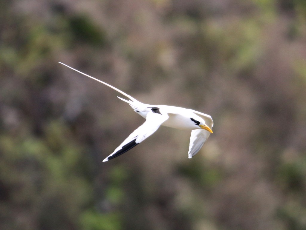 A White-tailed Tropicbird. Note the yellow bill and black patches on the secondaries. Although they are seen here annually, I was later told that this was the first one sighted on Little Tobago this year.