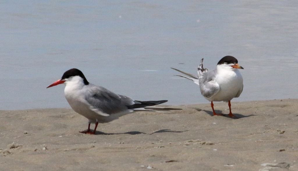 Common and Forster's Terns
