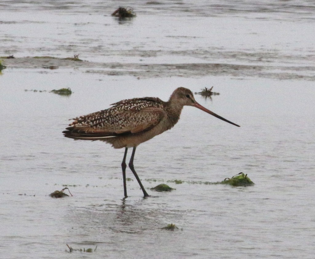 Marbled Godwit