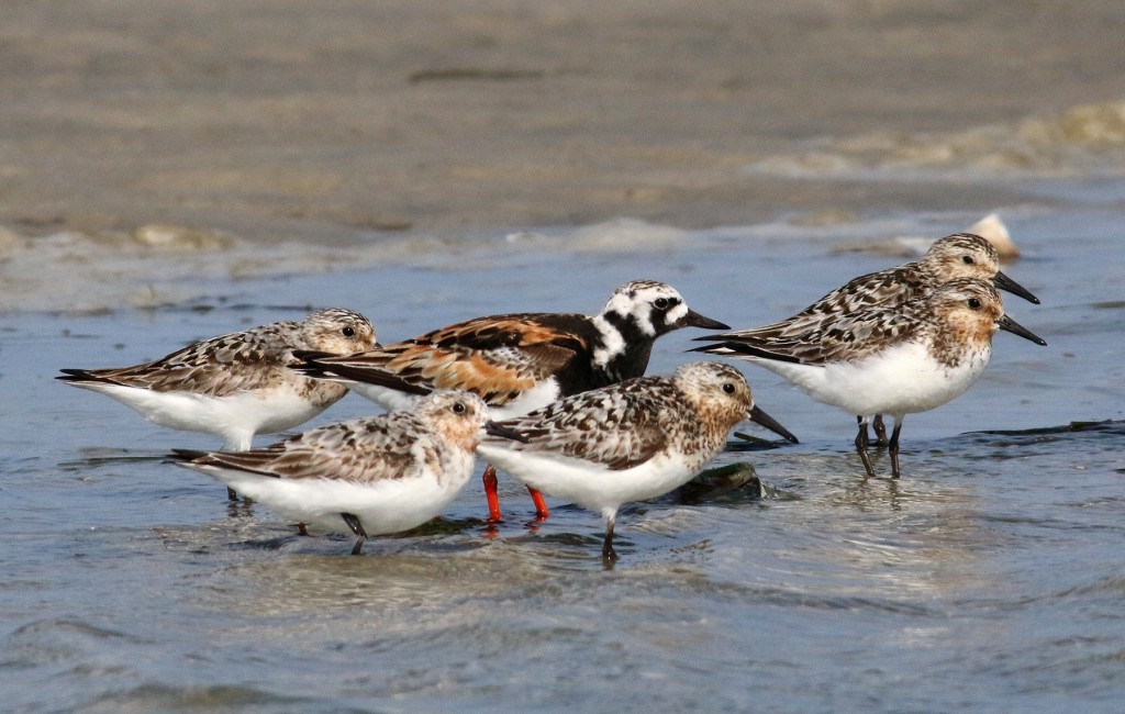 Turnstone and friends