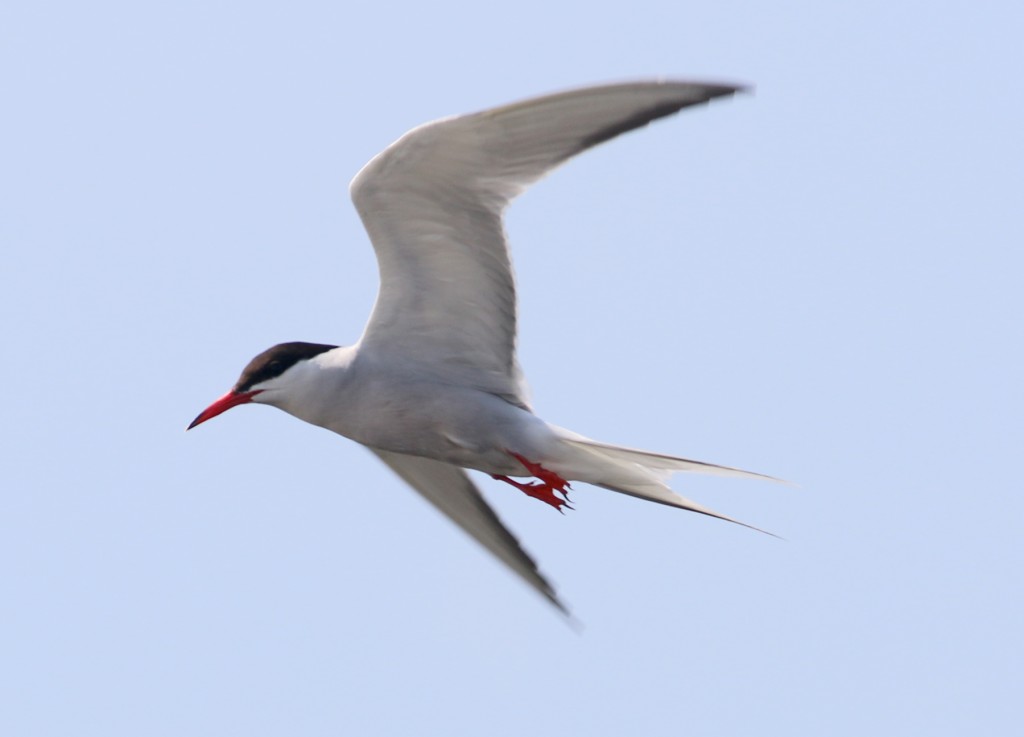 Common Tern outer retrices