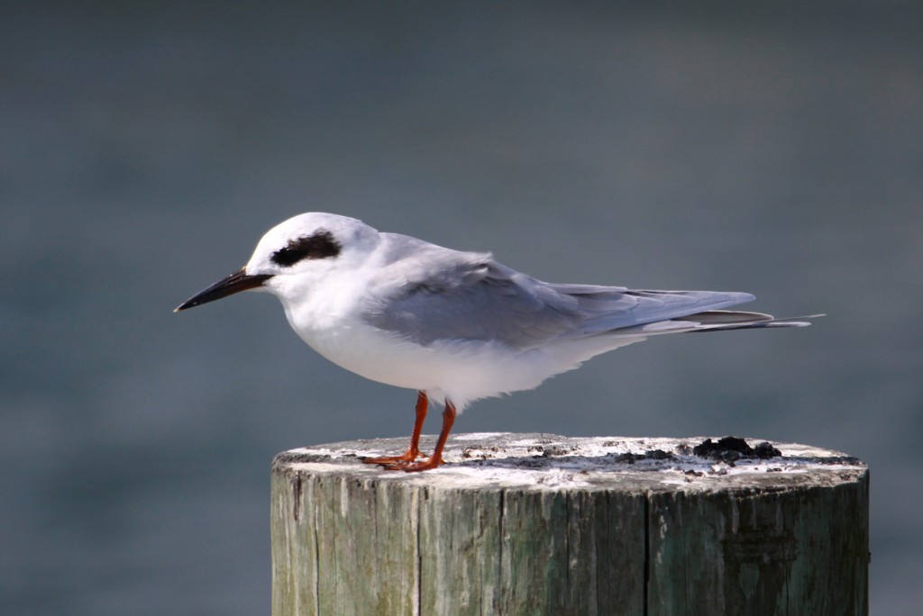 Forster's tern fall