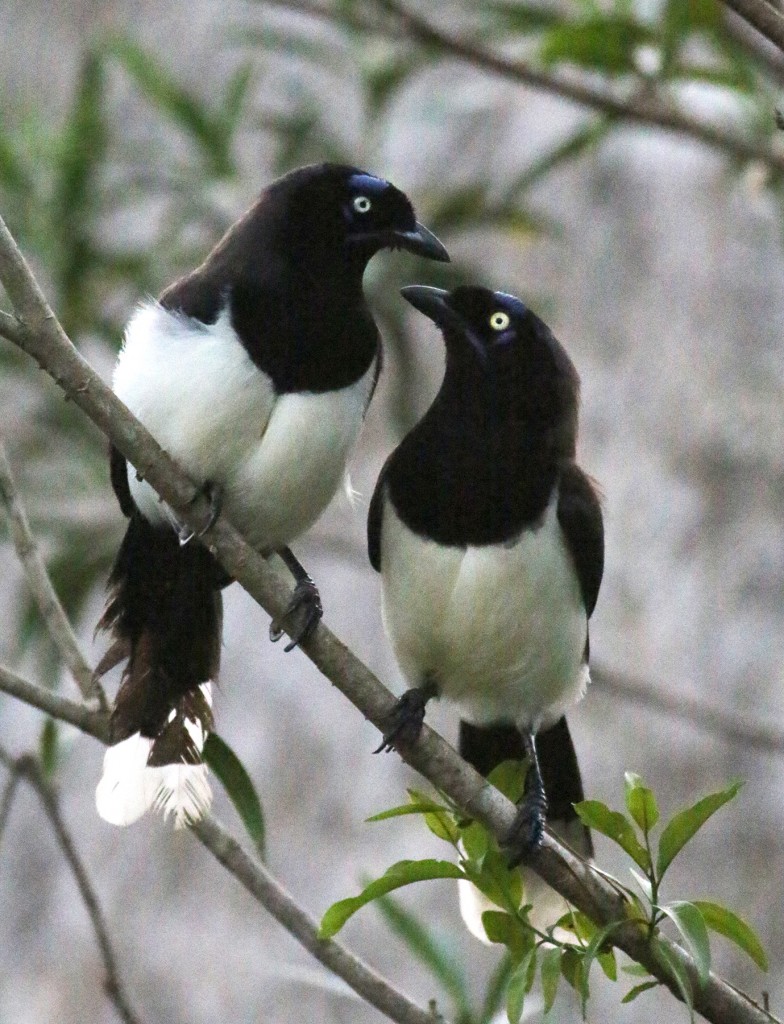 Black-chestred Jays