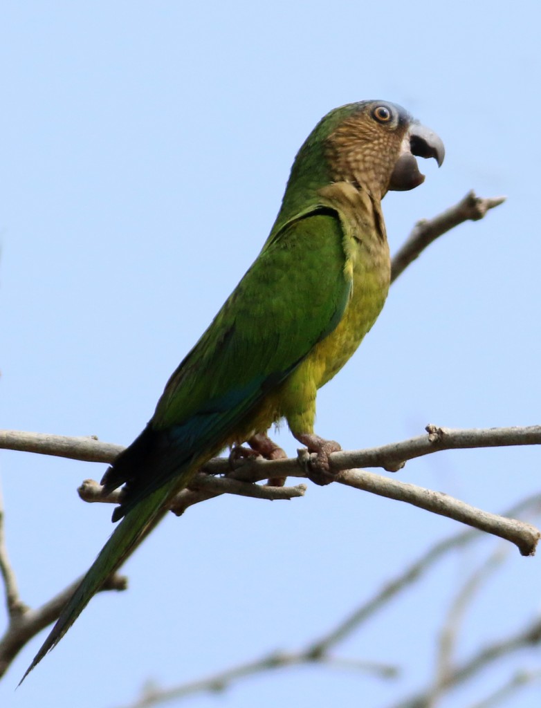 Brown-headed Parakeet