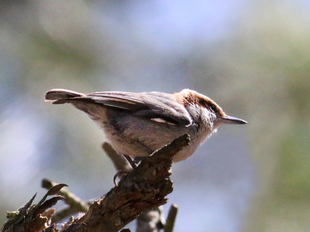 Brown-headed Nuthatch2