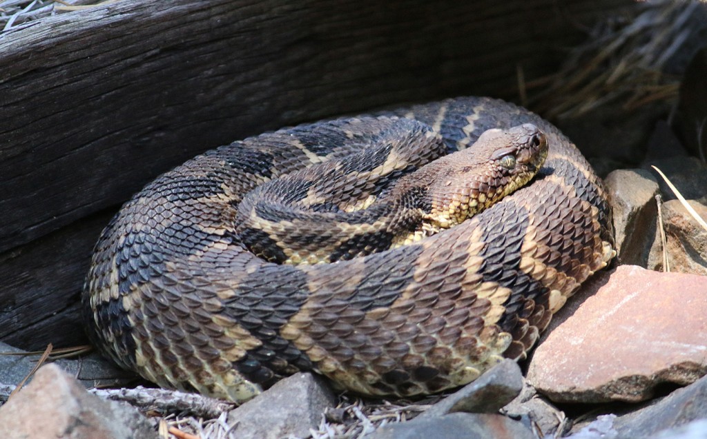 Coiled rattler