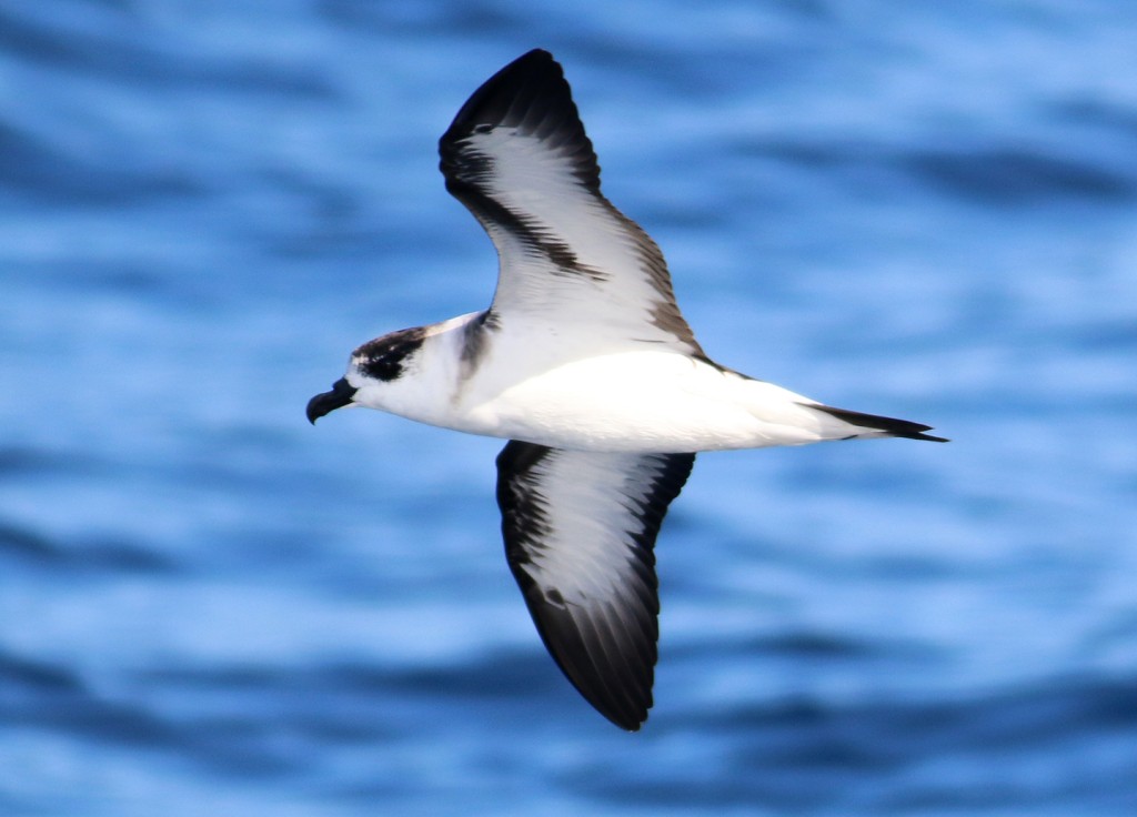 black-capped-petrel