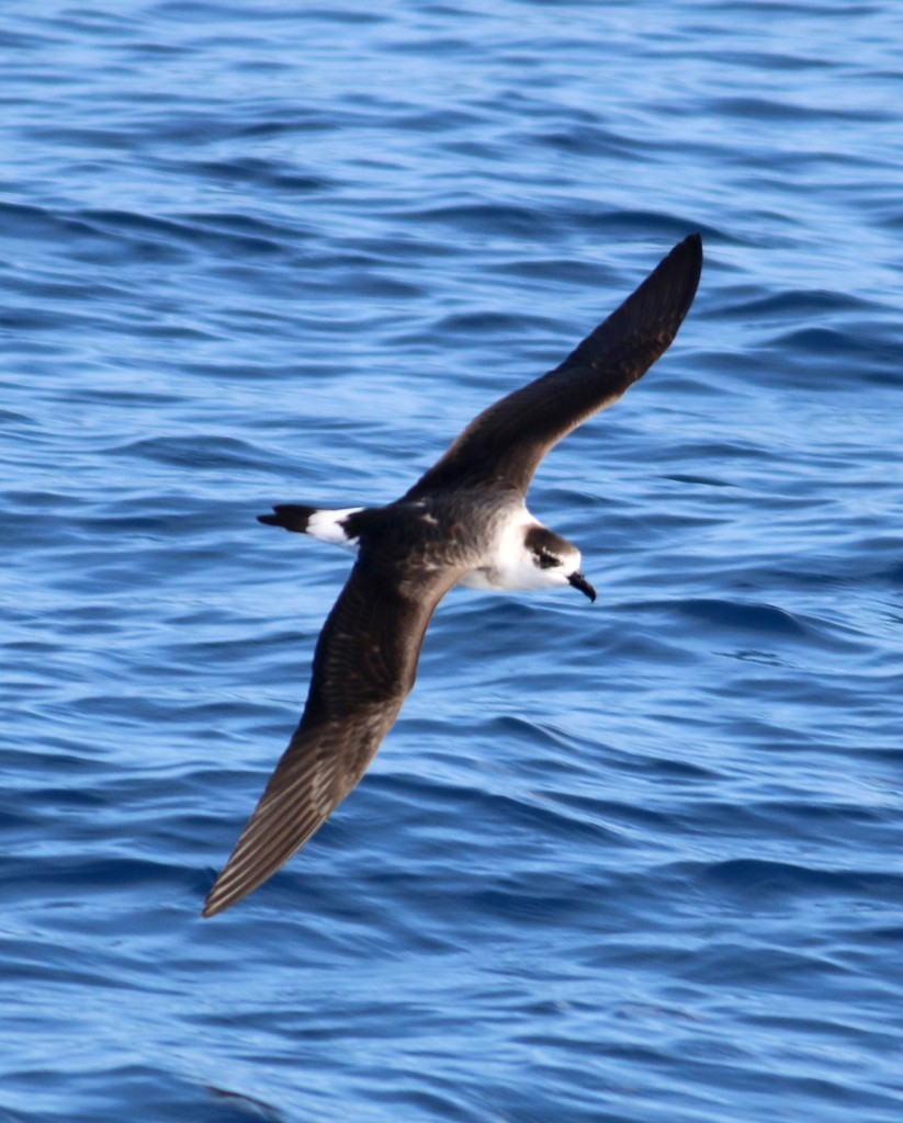 black-capped-petrel-uppersides