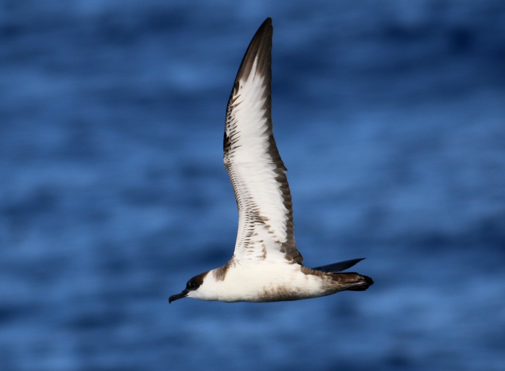 great-shearwater-undersides