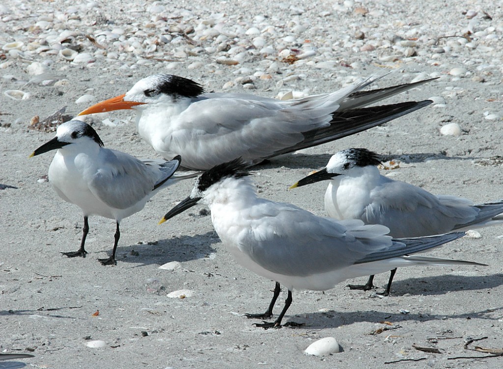 sandwich-and-royal-terns