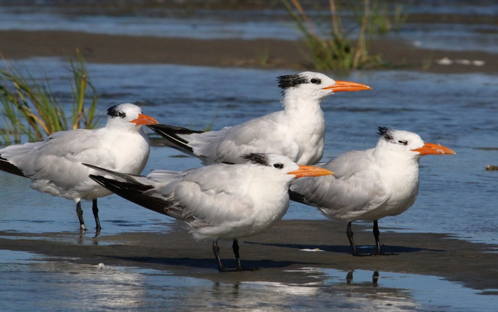 four-terns