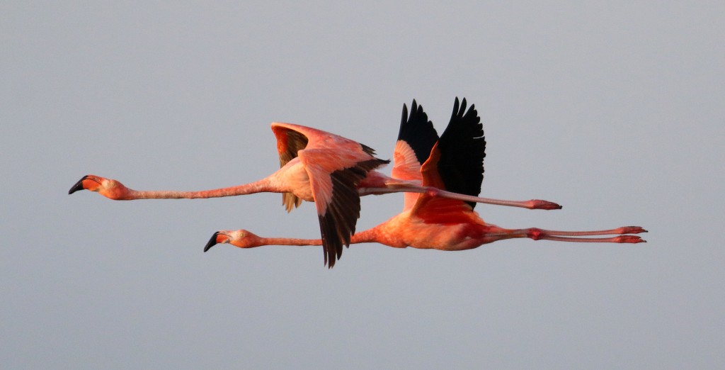171-flamingos-flight