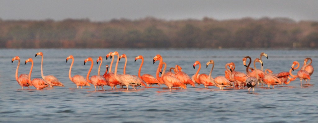 flamingo-flock