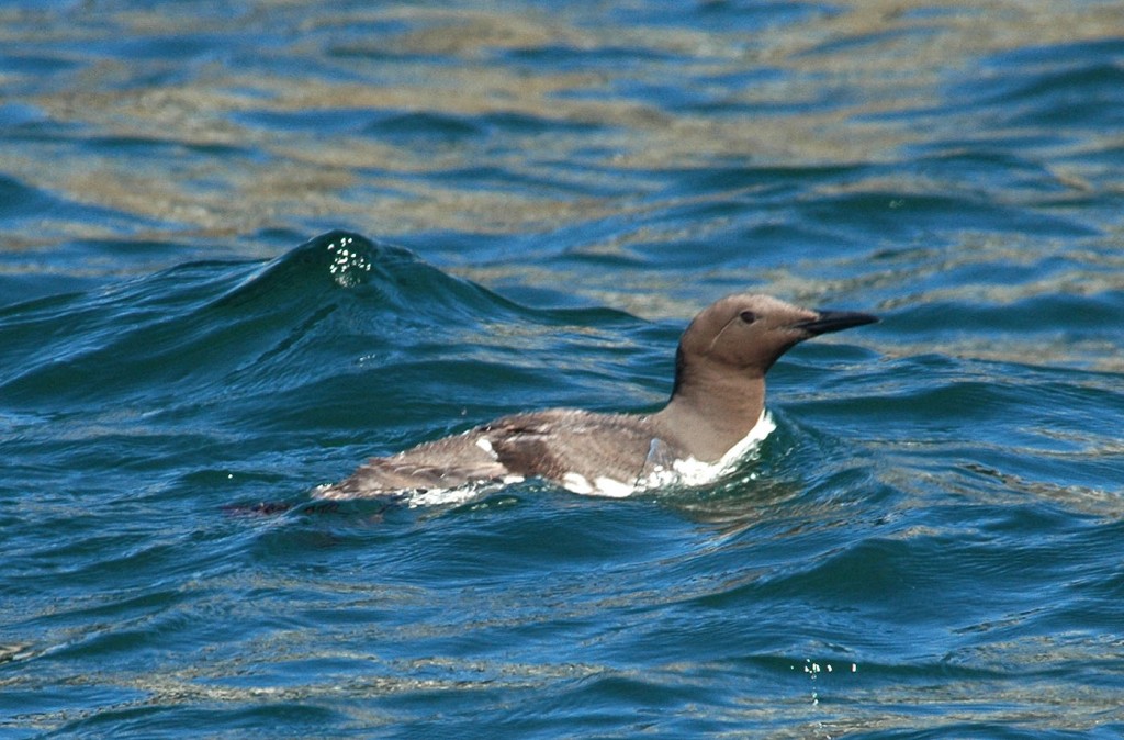 common-murre-in-water