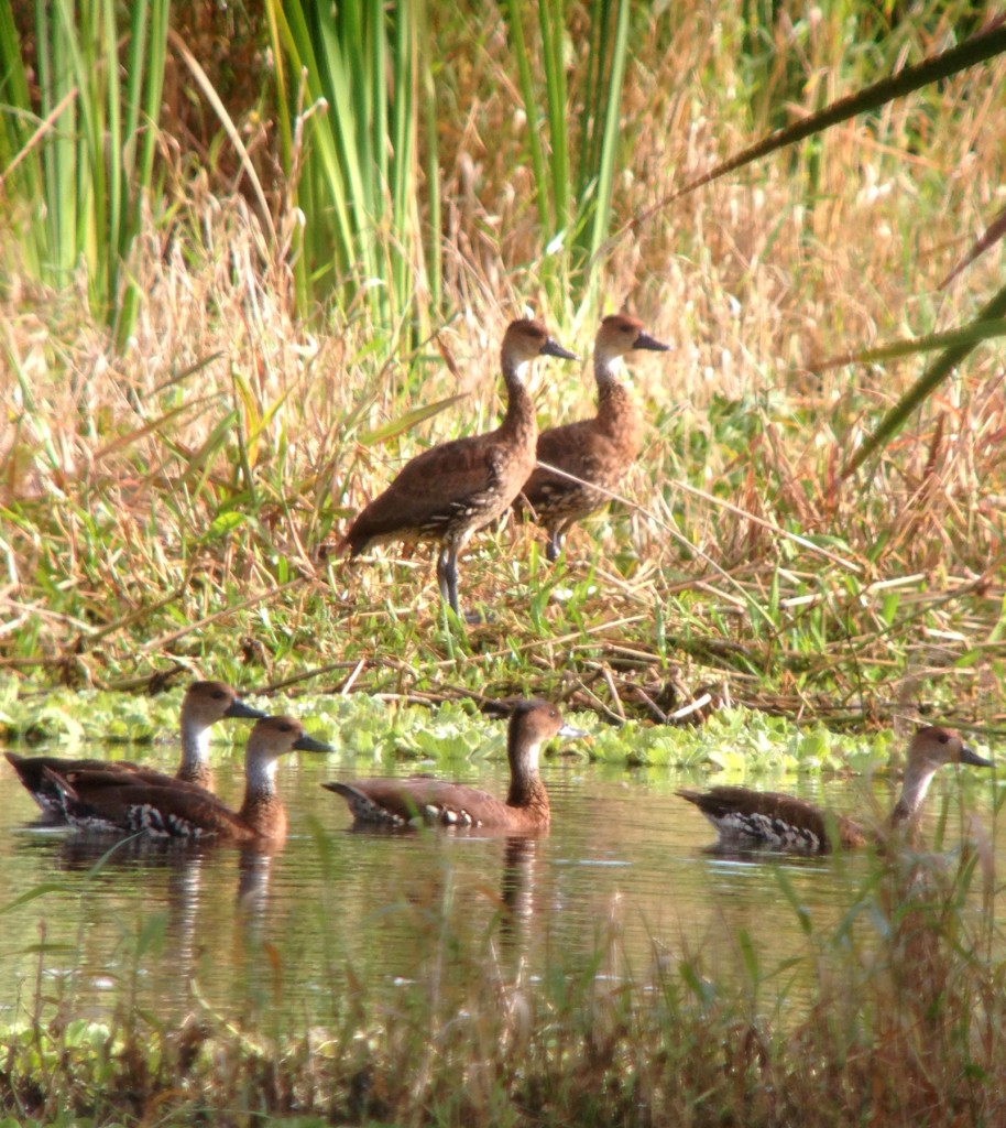 West Indian Whistling-ducks