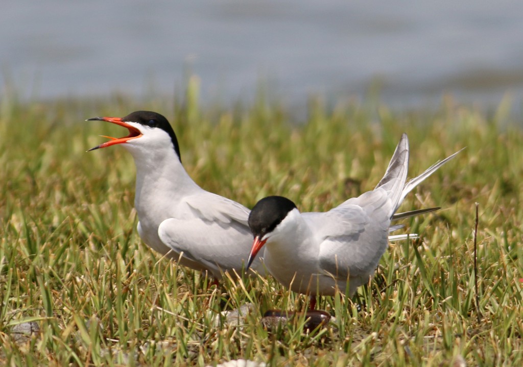 Forsters terns