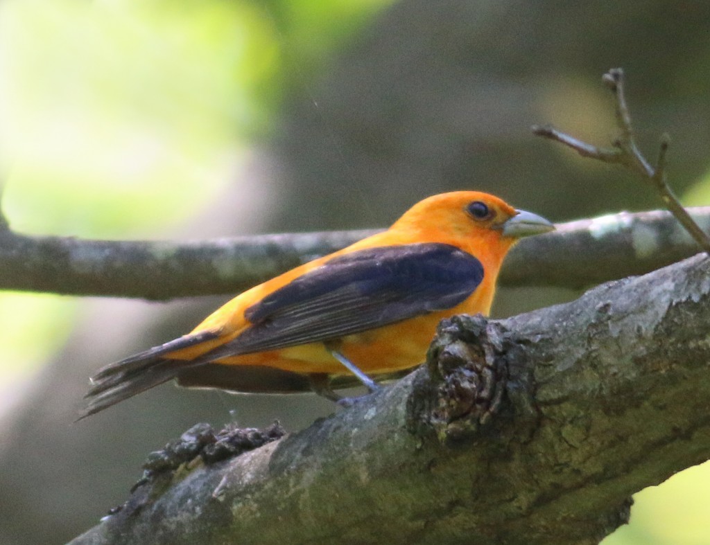 Orange variant Scarlet Tanager.