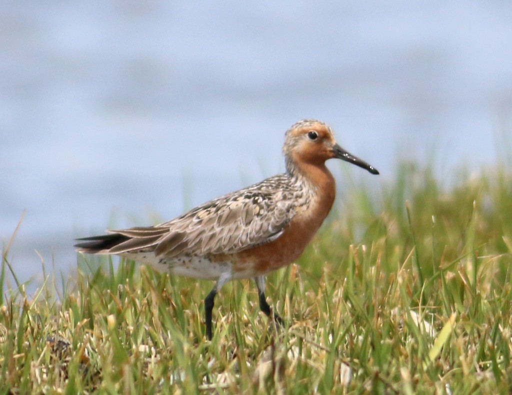 Red Knot in grass