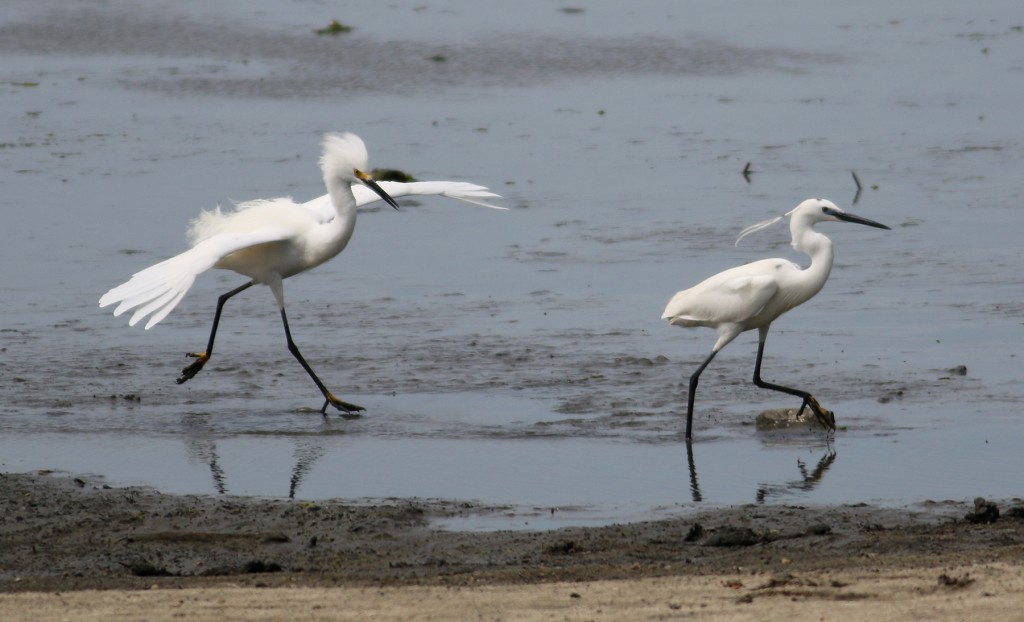 Snowy and Little Egrets