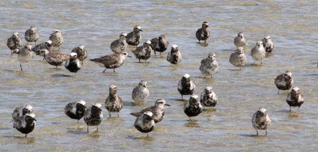 Plover pack