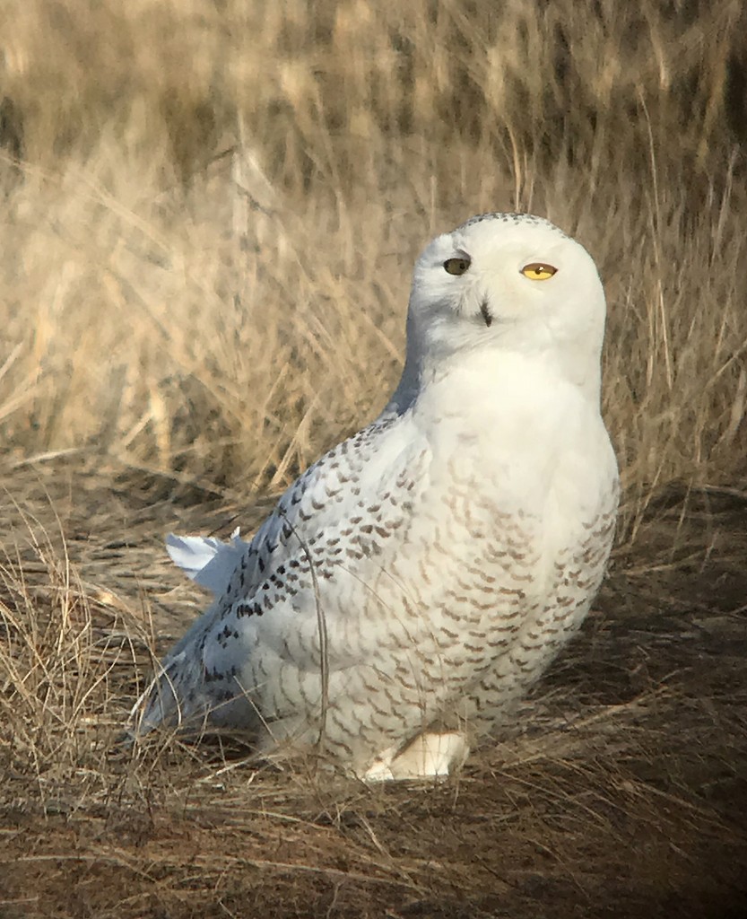 Snowy Owl Brig