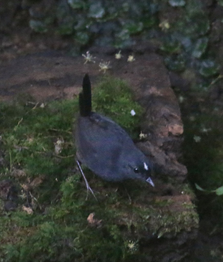 White-crowned Tapaculo