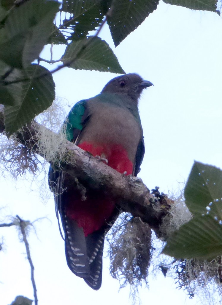 Crested Quetzal2