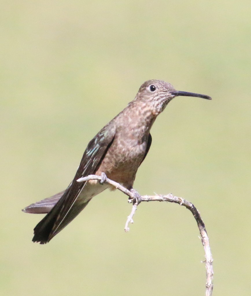 Giant Hummingbird alert