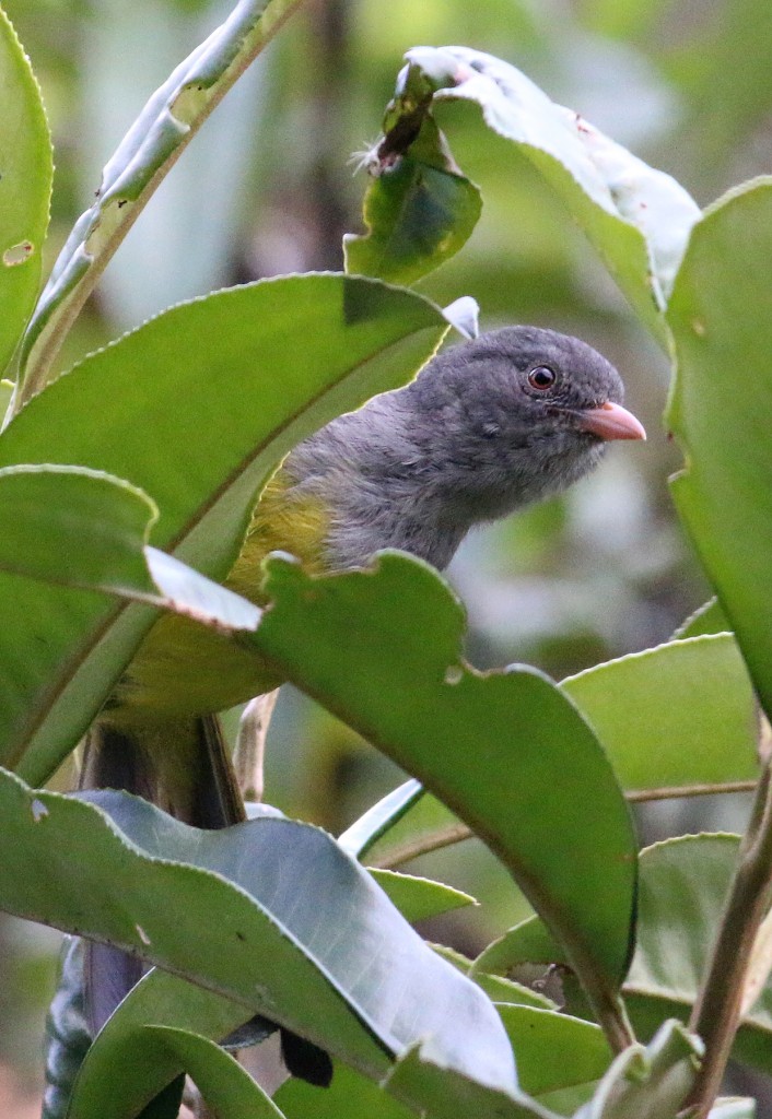 Gray-hooded Bush-tanager