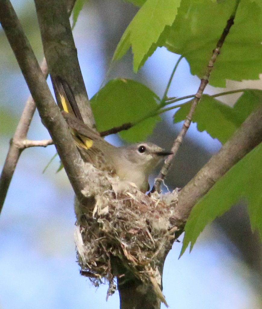American Redstart nest