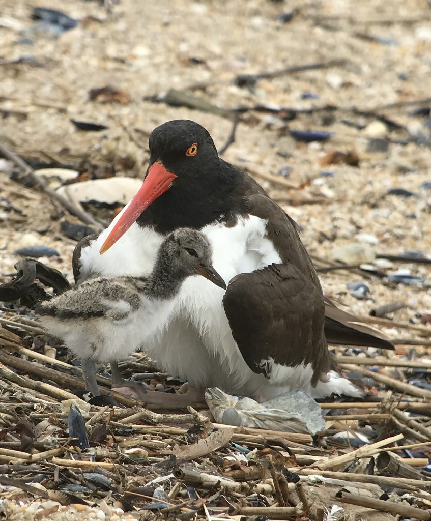 Oystercatcher and Chick